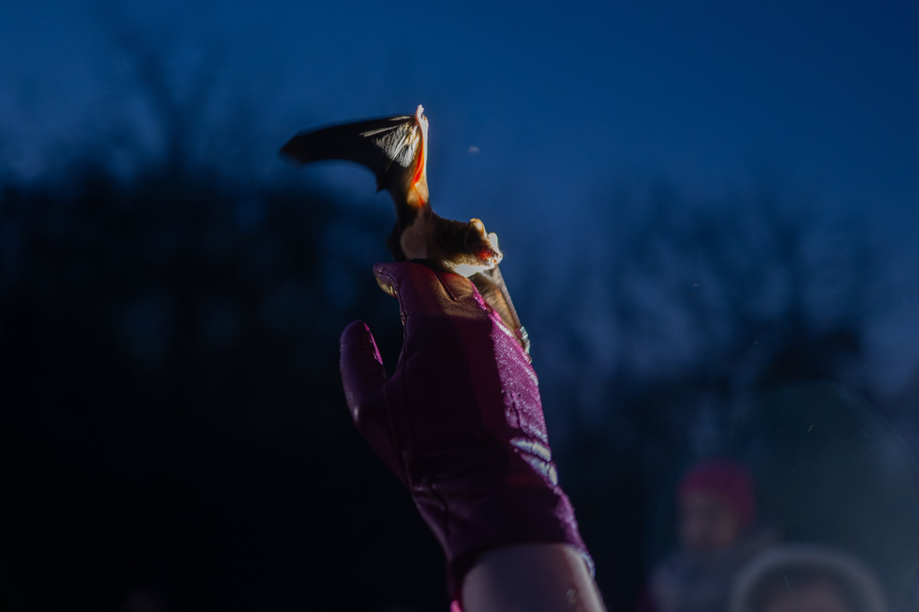 A woman helps a rescued bat take off during a ceremony of returning bats to the wild in Kyiv, Ukraine, Saturday, April 4, 2026. (AP Photo/Dan Bashakov)