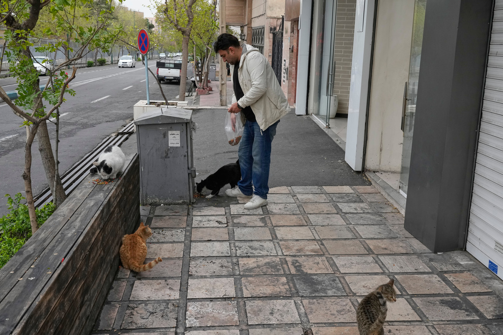 A man feeds stray cats in Tehran, Iran, Tuesday, March 31, 2026. (AP Photo/Vahid Salemi)