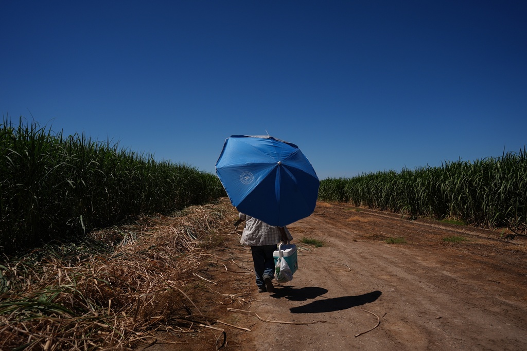 Manuel Gallegos carries a cooler and a large umbrella while leaving a sugarcane field in Niland, Calif., Thursday, Sept. 11, 2025. (AP Photo/Jae C. Hong)