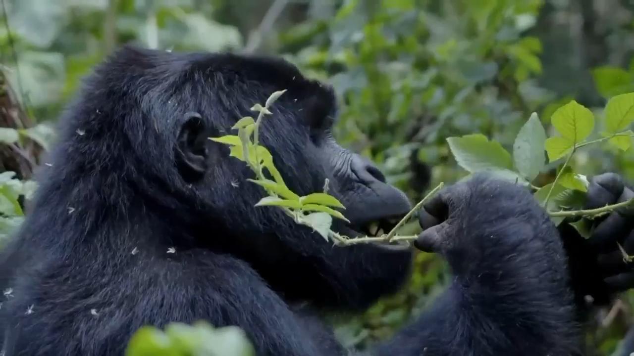 These gentle giants, mountain gorillas, live amongst the lush-green trees of the Bwindi Impenetrable National Park, in south-western Uganda. To protect them, wildlife authorities are collaborating with nearby communities to reduce deforestation and habitat encroachment. (AP Video / Patrick Onen)