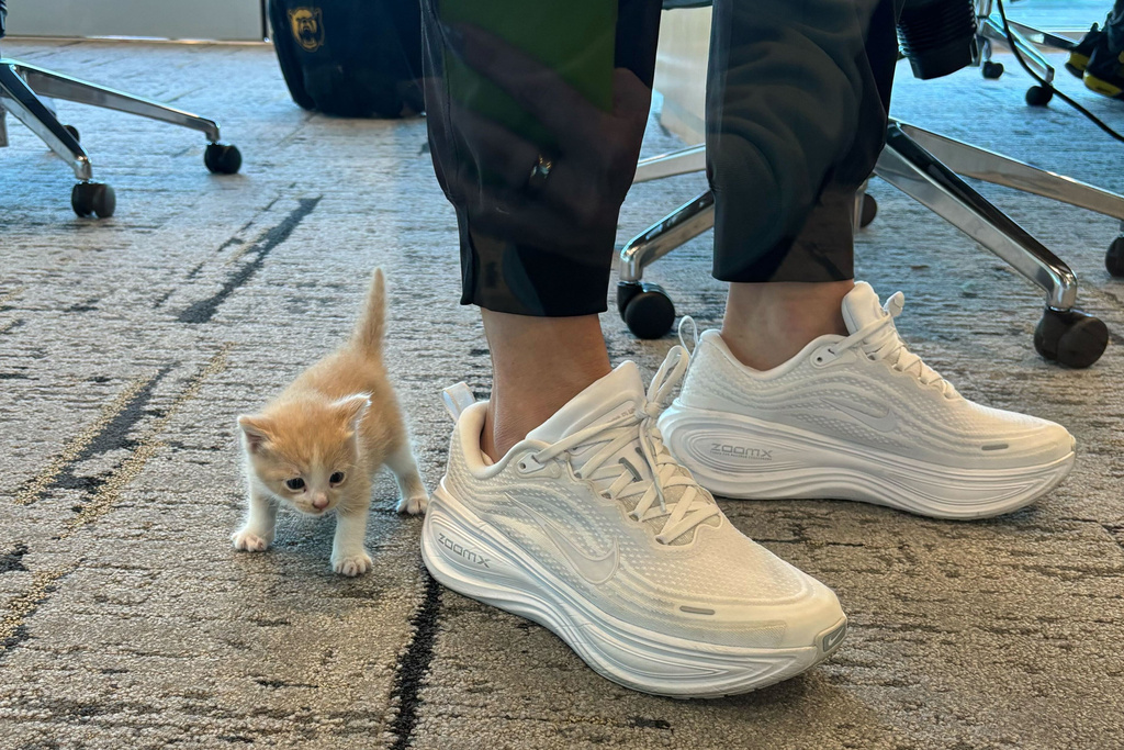 In this image provided by Nicki Collen, a kitten named Sailor, found behind a panel inside the wheel well of Baylor coach Nicki Collen's car the night before, plays at her feet, Sunday, Nov. 9, 2025, in Waco, Texas. (Nicki Collen via AP)