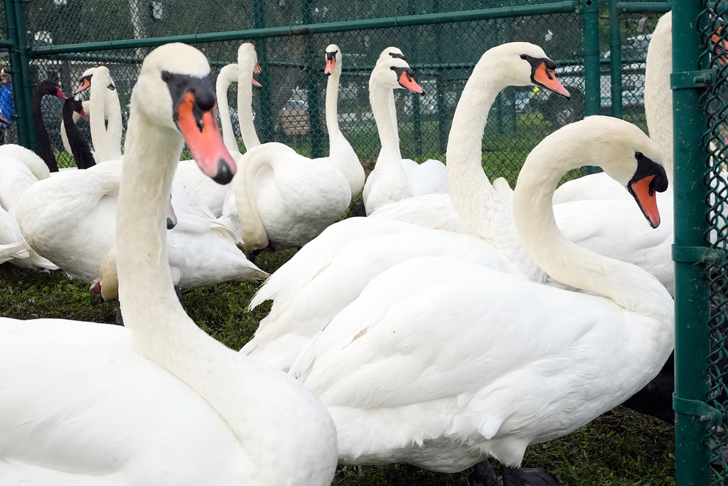 Swans are kept in a cage during the city of Lakeland's 45th annual swan roundup on Lake Morton Tuesday, Oct. 28, 2025, in Lakeland, Fla. The Lake Morton swan population dates back to 1957, when Queen Elizabeth II of the United Kingdom gifted a pair of swans to the city. (AP Photo/Chris O'Meara)