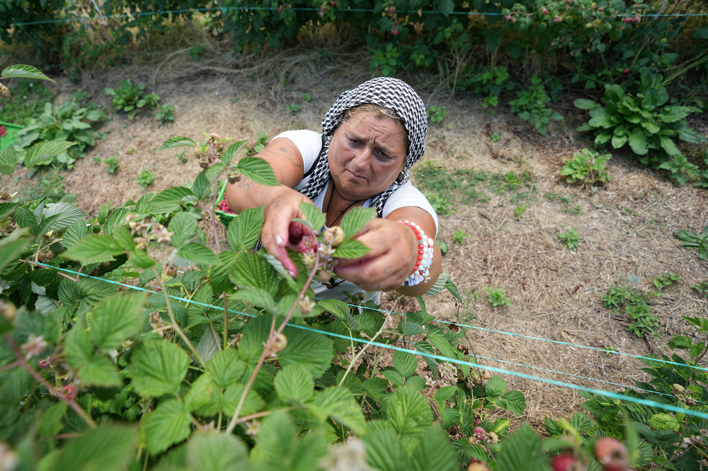 A raspberry picker at work on a hillside near the town of Arilje, Serbia, Friday, June 19, 2026. (AP Photo/Darko Vojinovic)