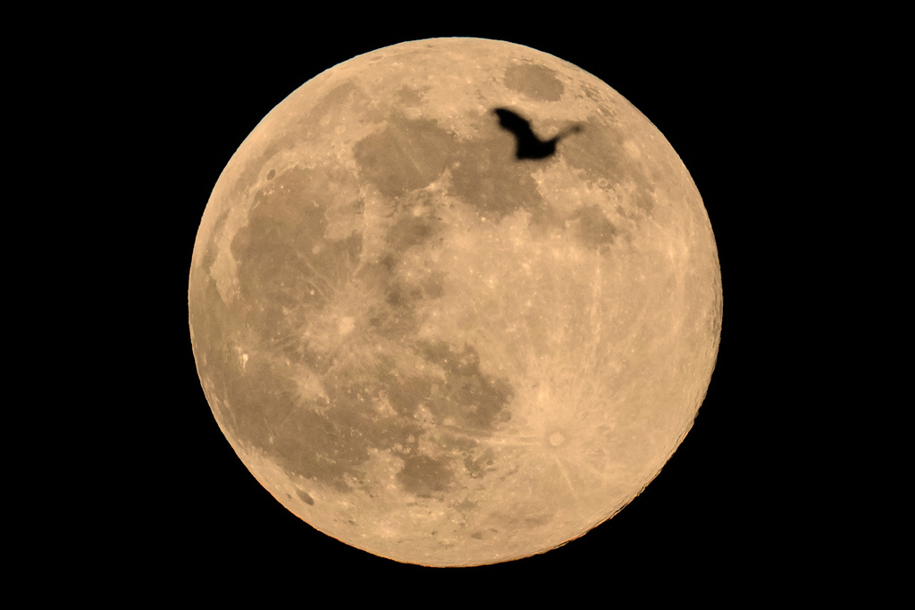A bat flies in front of the Beaver Supermoon in Guwahati, India, Wednesday, Nov. 5, 2025. (AP Photo/Anupam Nath)