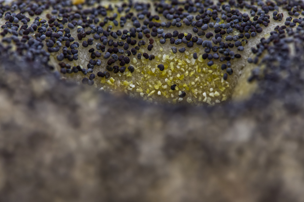 Salt flecks and poppy seeds can be seen near the center of a poppy seed bagel in Phoenix, Ariz., April 5, 2026. (AP Photo/Dario Lopez-Mills)