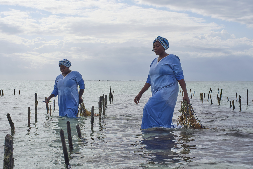 Employees of Mwani Zanzibar, a boutique seaweed farm and factory, harvest eucheuma spinosum seaweed in the waters off of Paje, Zanzibar, Tanzania, Thursday, July 24, 2025. (AP Photo/Jack Denton)