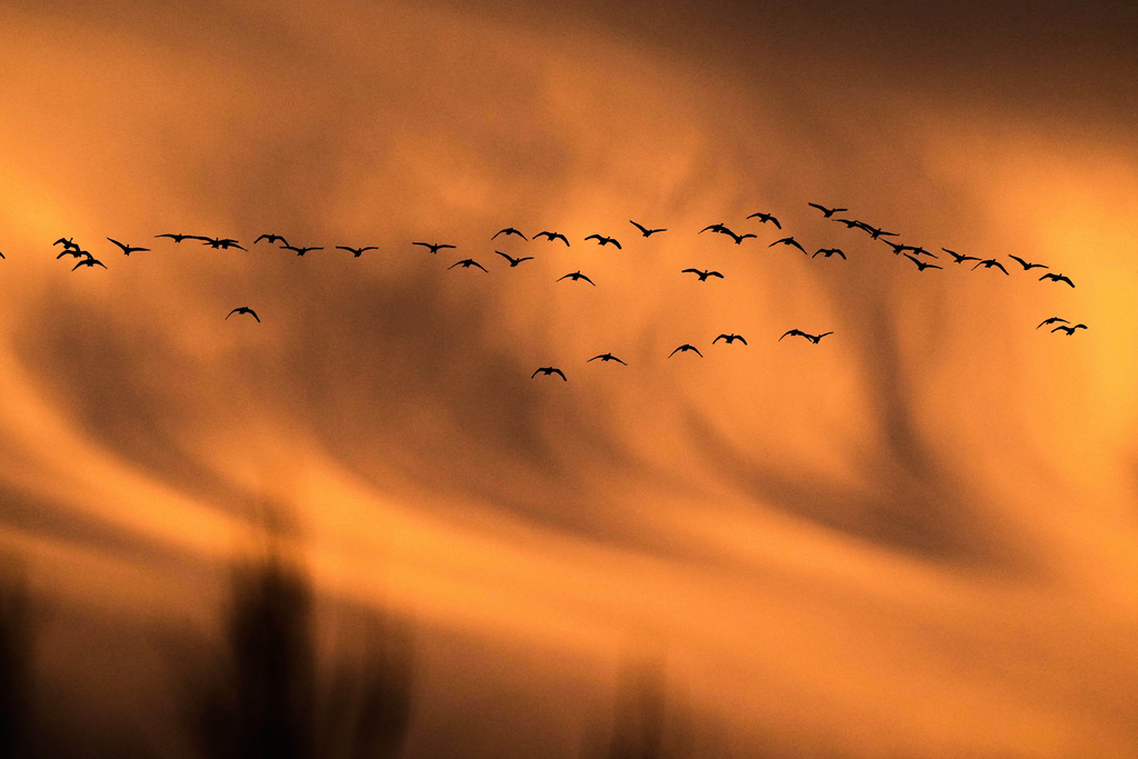 A flock of snow geese arrives to spend the night at the Middle Creek Wildlife Management Area, Sunday, March 8, 2026, in Kleinfeltersville, Pa. (AP Photo/Robert F. Bukaty)