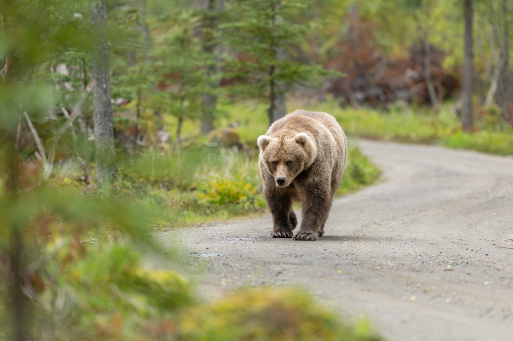 In this photo provided by Katmai Conservancy, a bear strolls in Alaska's Katmai National Park and Preserve in Sept., 2026. (Guy Runco/Katmai Conservancy via AP)