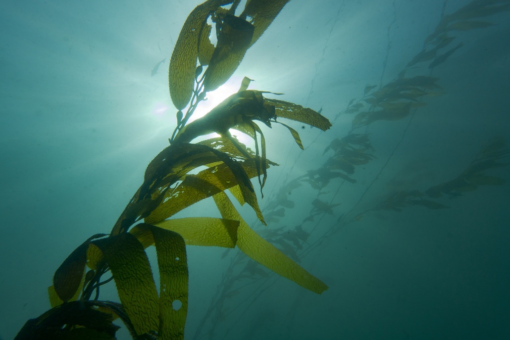 Strands of kelp rise from a thinned kelp forest in La Jolla, Calif., Tuesday, Dec. 2, 2025. (AP Photo/Annika Hammerschlag)