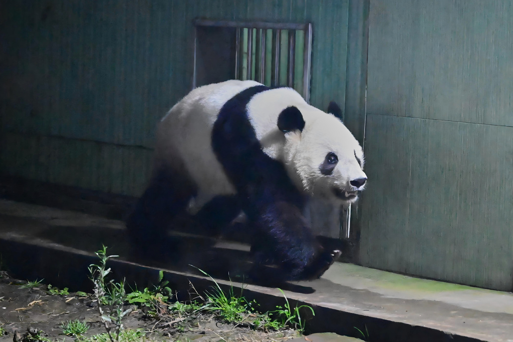 In this photo taken in the early hours of Jan. 28, 2026, and released by China Conservation and Research Center for Giant Panda, giant panda Xiao Xiao, newly returned from Japan, walks in an enclosure at the China Conservation and Research Center for Giant Panda in southwestern China's Sichuan province. (China Conservation and Research Center for Giant Panda via AP)