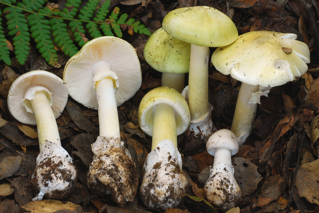 This photo provided by the California Department of Public Health shows Death Cap mushrooms. (CDPH viua AP)