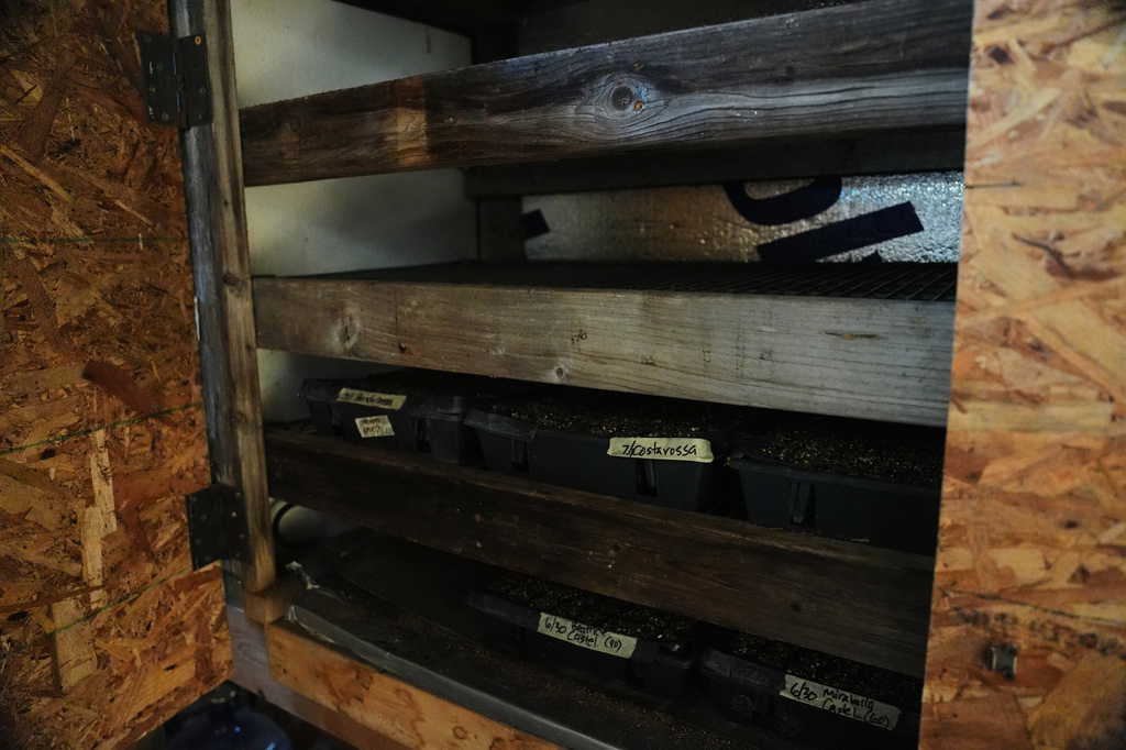 Trays of seedlings sit inside a cabinet to keep cool Wednesday, July 1, 2026, at a farm in Brooksville, Ky. (AP Photo/Joshua A. Bickel)