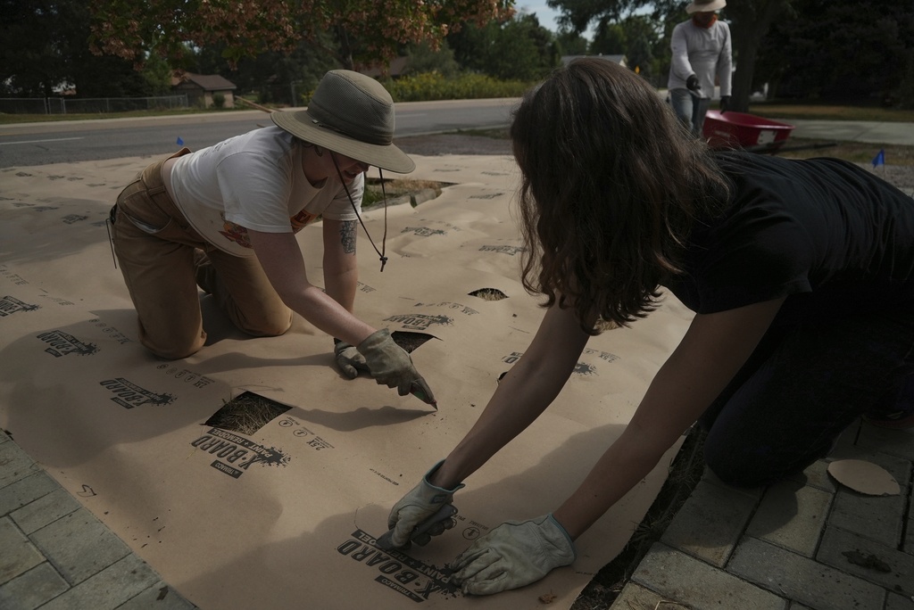 Homeowner Lena Astilli cuts holes in a weed barrier atop her dead grass where native seedlings will be planted Thursday, Aug. 28, 2025, in Littleton, Colo. (AP Photo/Brittany Peterson)