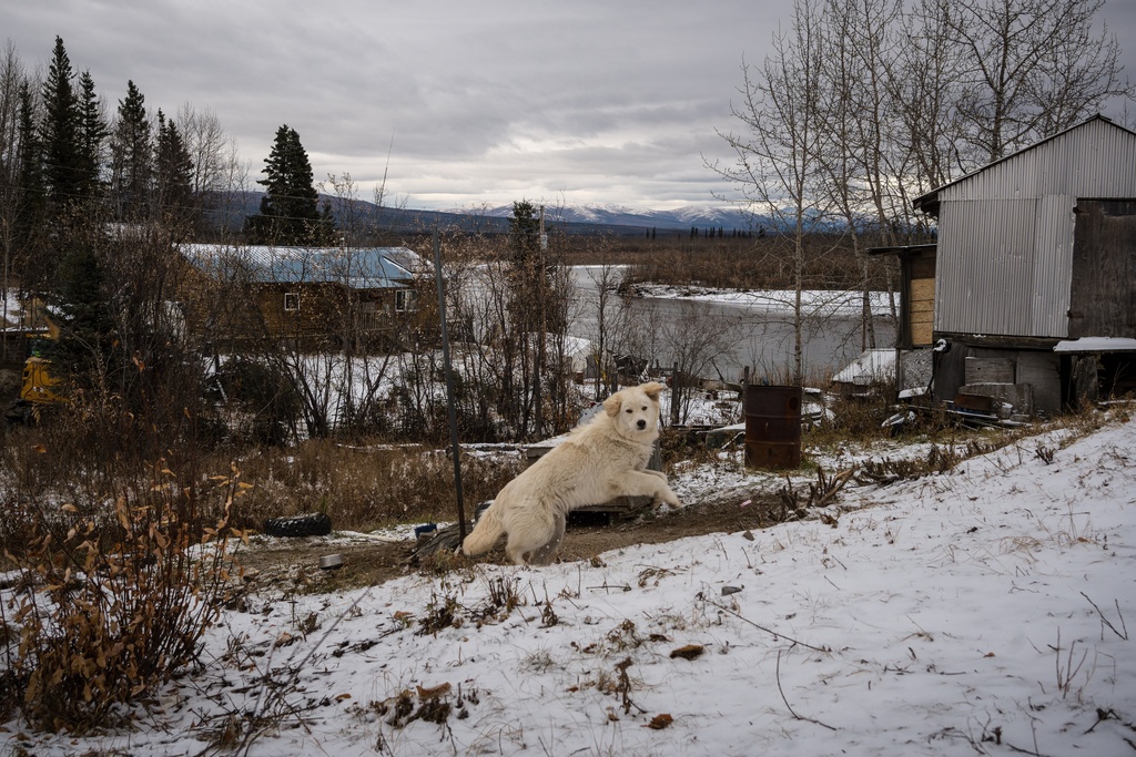 A dog plays on the first snow of the season in Ambler, Alaska, Wednesday, Oct. 1, 2025. (AP Photo/Annika Hammerschlag)