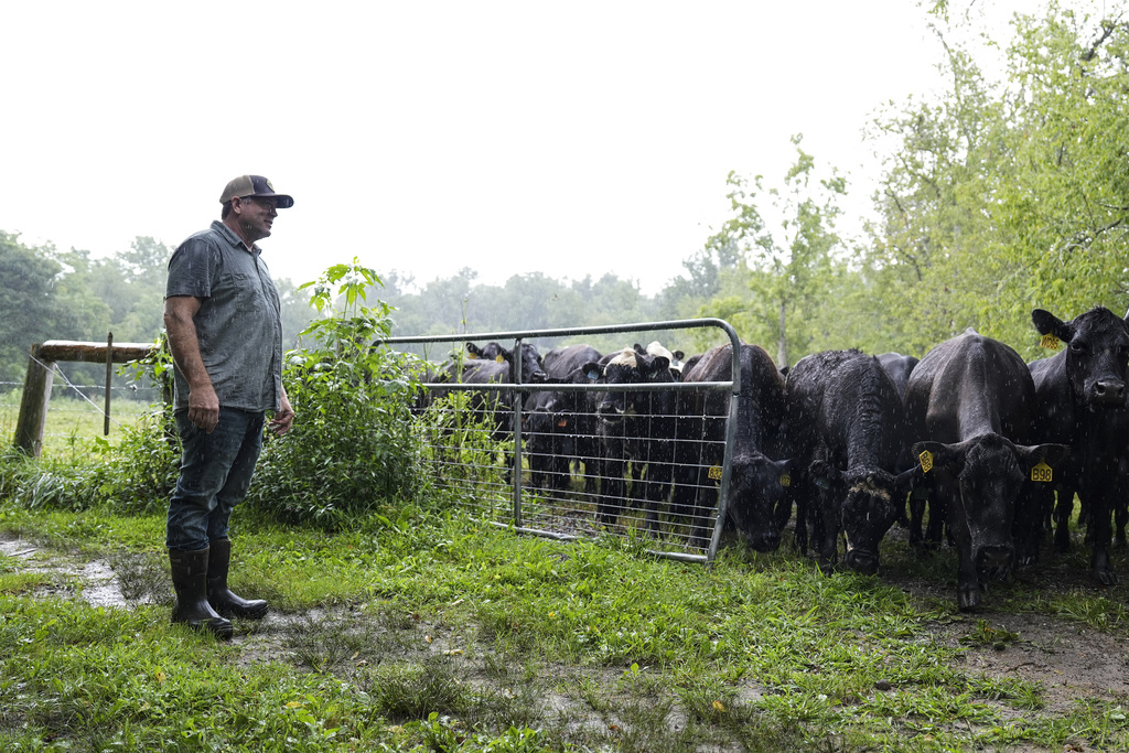 Democratic candidate for North Carolina's 11th congressional district Jamie Ager helps move cattle, Monday, Aug. 11, 2025, in Fairview, N.C. (AP Photo/Matt Kelley)
