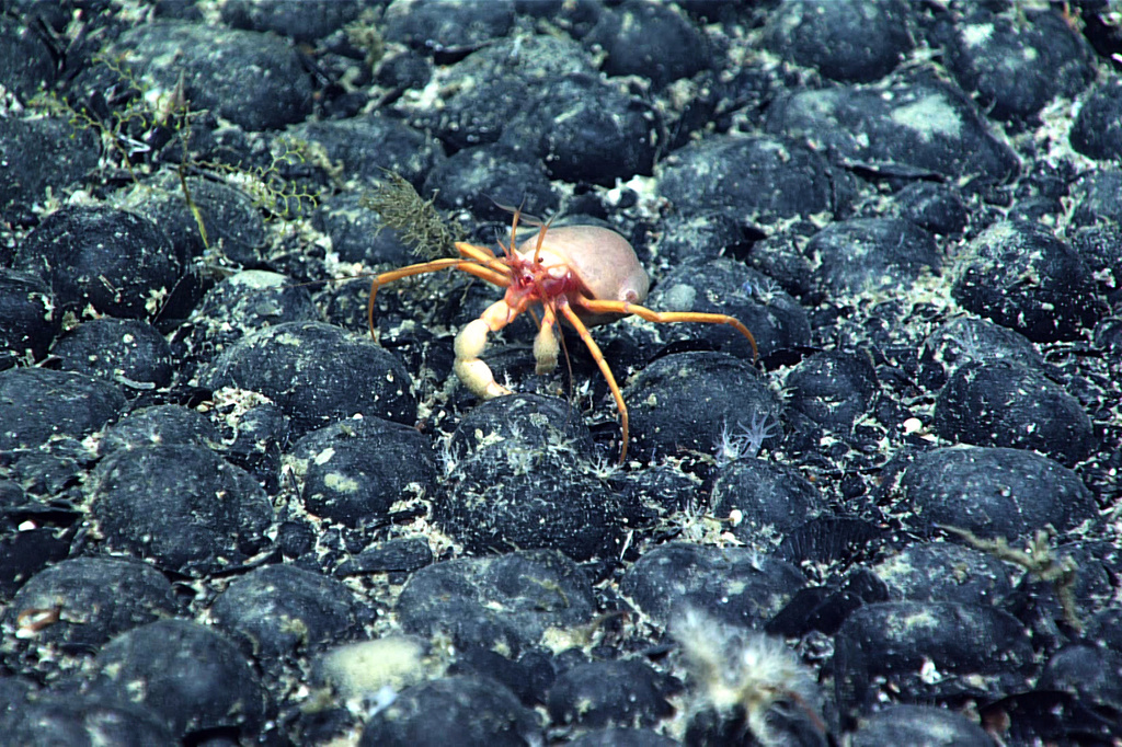 In this photo provided by NOAA, a Parapagurus sp. crab with a coral on its back walks across a field of ferromanganese nodules on the seafloor of Gosnold Seamount, explored during Dive 16 of the 2021 North Atlantic Stepping Stones expedition. (NOAA via AP)