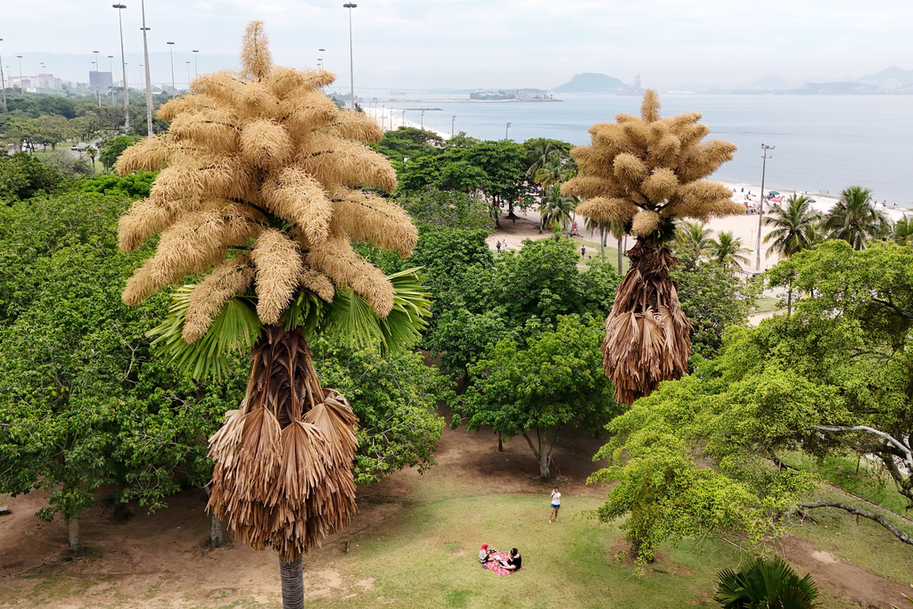 Talipot palm trees, native to India and Sri Lanka, is in bloom for the first and only time in its life, in Aterro do Flamengo, Rio de Janeiro, Tuesday, Dec. 2, 2025. (AP Photo/Lucas Dumphreys)
