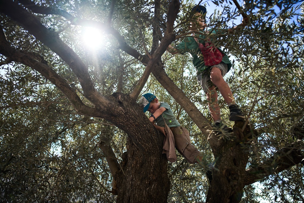 French volunteers harvest olives at the Benedictine monastery on top of the Mount of Olives in Jerusalem, Saturday, Oct. 18, 2025. (AP Photo/Oded Balilty)
