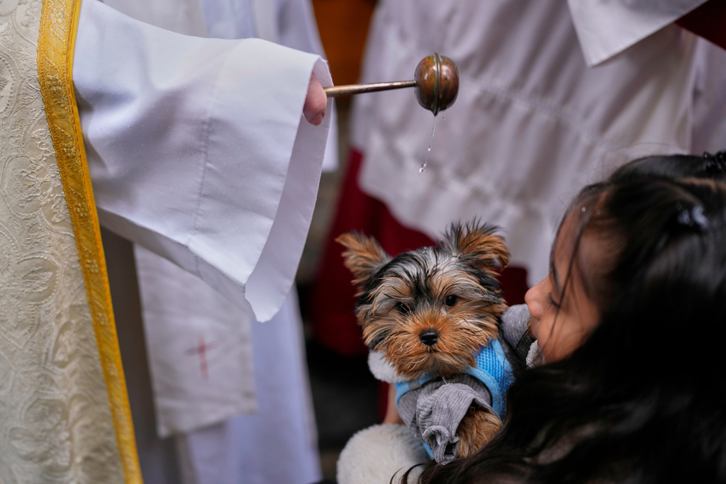 A priest anoints a dog at the San Anton church during the feast of Saint Anthony, Spain's patron saint of animals in Madrid, Spain, Saturday, Jan 17, 2026. (AP Photo/Manu Fernandez)