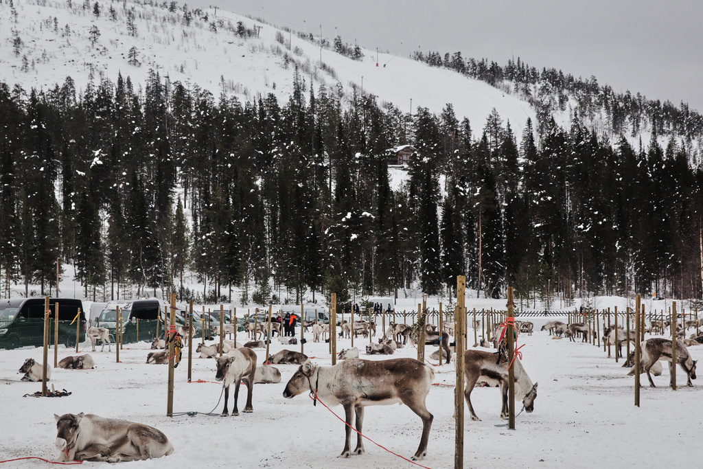 Reindeer rest in their holding area beneath Sallatunturi fell before the start of reindeer racing at the Salla Porocup sprint racing event in Salla, Finland, March 8, 2026. (AP Photo/Aino Vaananen)