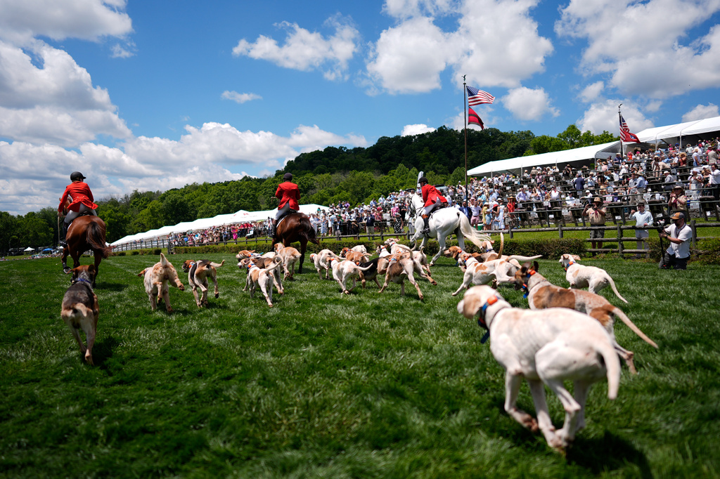 Hounds run past the grandstand during the Parade of Mells Foxhounds at the Iroquois Steeplechase in Nashville, Tenn., Saturday, May 9, 2026. (AP Photo/George Walker IV)