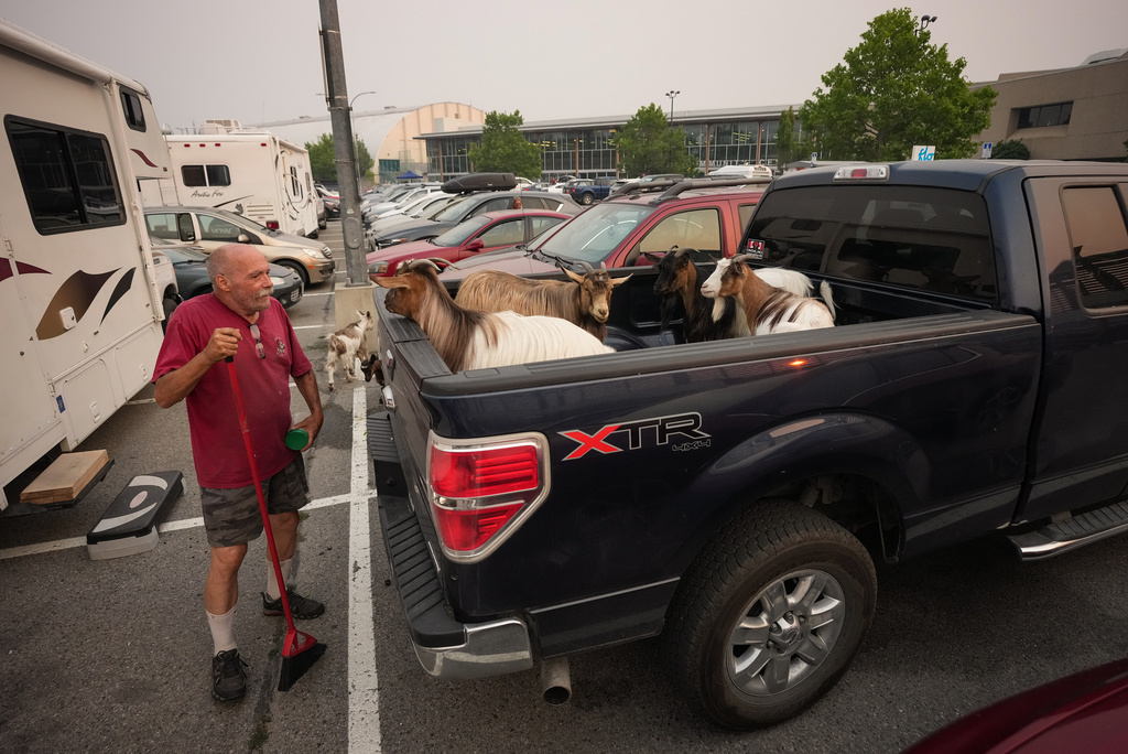 Greg Krauter, who was forced to evacuate his Summerland property with his seven goats in the middle of the night due to the Bald Range wildfire, checks on some of them in the back of his truck as others walk around outside an evacuee center, in Penticton, British Columbia, on Saturday, Aug. 8, 2026. (Darryl Dyck/The Canadian Press via AP)