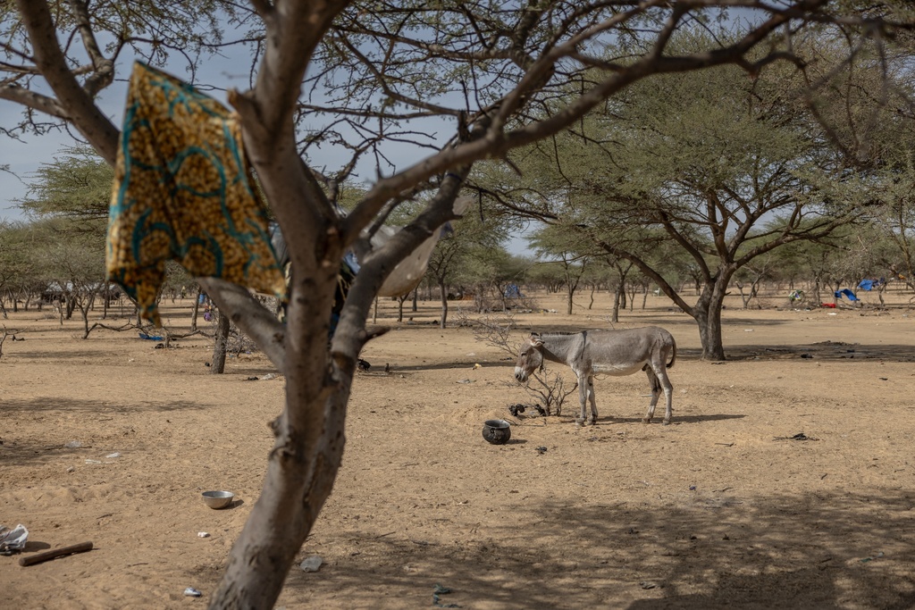 A donkey stands in the makeshift refugee camp near Douankara, Hodh El Chargui Region, Mauritania, on the border with Mali, Nov. 6, 2025. (AP Photo/Caitlin Kelly)
