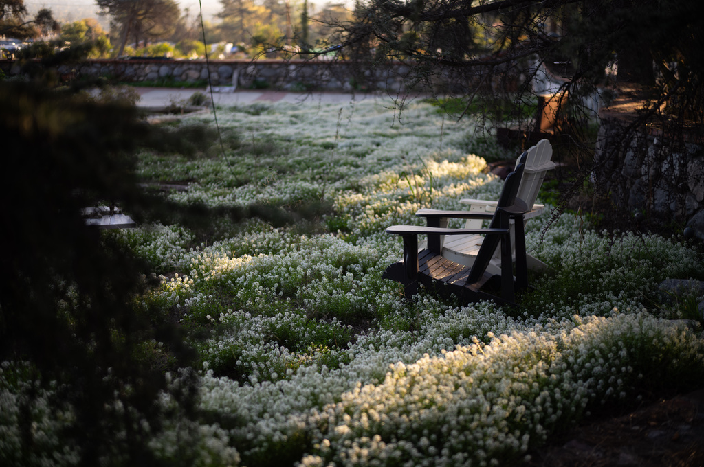 Wildflowers bloom where a home once stood in Altadena, Calif., Wednesday, Dec. 3, 2025, months after the Eaton Fire. (AP Photo/Jae C. Hong)