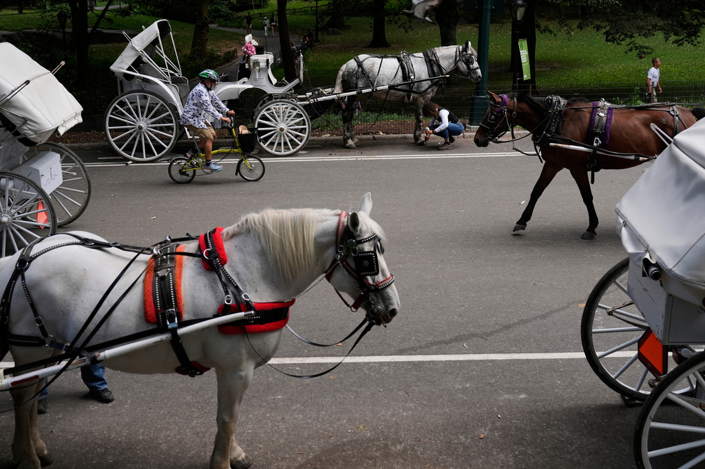 FILE - Horse dawn carriages gather at an entrance to Central Park in New York on Aug. 19, 2025. (AP Photo/Seth Wenig, File)