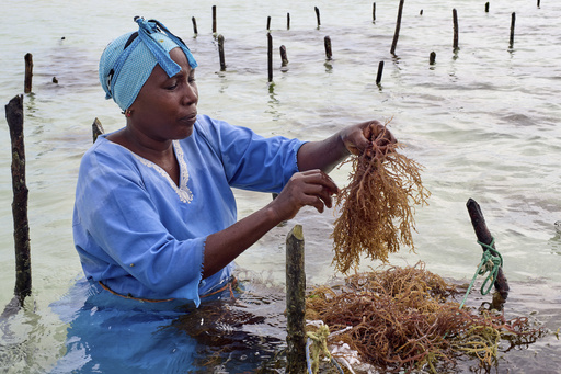 An employee of Mwanzi Zanzibar, a boutique seaweed farm and factory, tends to seaweed in the waters off Paje, Zanzibar, Tanzania, Thursday, July 24, 2025. (AP Photo/Jack Denton) An employee of Mwanzi Zanzibar, a boutique seaweed farm and factory, tends to seaweed in the waters off Paje, Zanzibar, Tanzania, Thursday, July 24, 2025. (AP Photo/Jack Denton)
