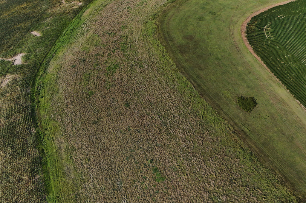 A field of Kernza, center, grows Tuesday, July 28, 2026, at a farm in Halstead, Kan. (AP Photo/Joshua A. Bickel)