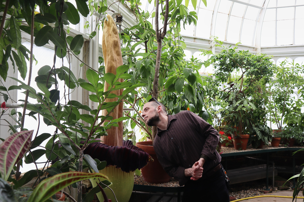 Michael Breton takes a closer look at the blooming corpse flower known as, "Pangy," at the Talcott Greenhouse on the campus in South Hadley, Mass., Tuesday, April 14, 2026. (AP Photo/Leah Willingham)