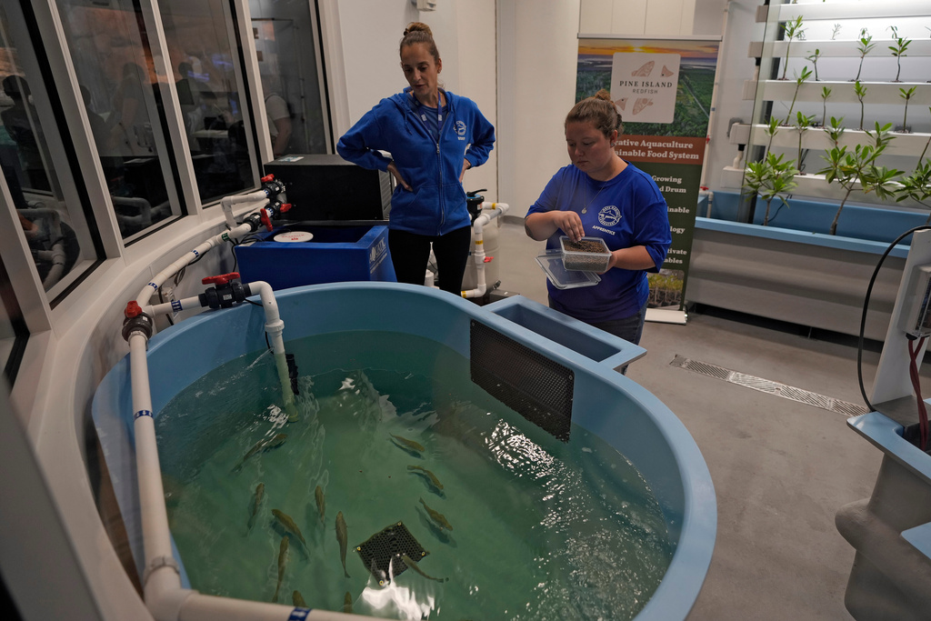 Staff members feed juvenile fish at the Mote Science Education Aquarium, Monday, Oct. 6, 2025, in Sarasota, Fla. (AP Photo/Chris O'Meara)