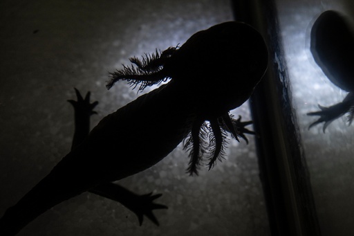 An axolotl is visible in a tank inside a laboratory of the Institute of Biology at the National Autonomous University in Mexico City, Sept. 19, 2025. (AP Photo/Felix Marquez) An axolotl is visible in a tank inside a laboratory of the Institute of Biology at the National Autonomous University in Mexico City, Sept. 19, 2025. (AP Photo/Felix Marquez)