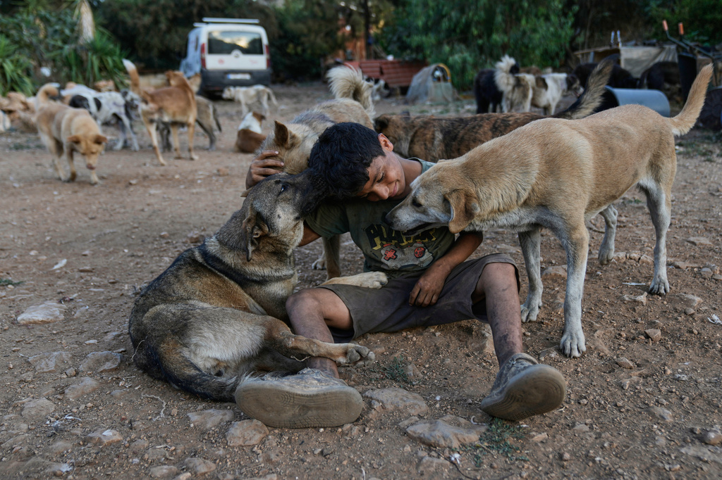 Bashar Hilal, 10, plays with dogs left behind by their owners after they fled following the outbreak of the latest Israel-Hezbollah war, at an animal shelter in the village of Kfaroue, near Nabatiyeh, southern Lebanon, Thursday, July 2, 2026. (AP Photo/Bilal Hussein)