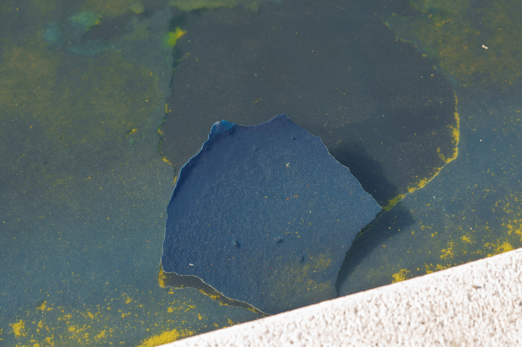 A piece of the blue coating floats among algae at the Lincoln Memorial Reflecting Pool Sunday, June 21, 2026, on the National Mall in Washington. (AP Photo/Jon Elswick