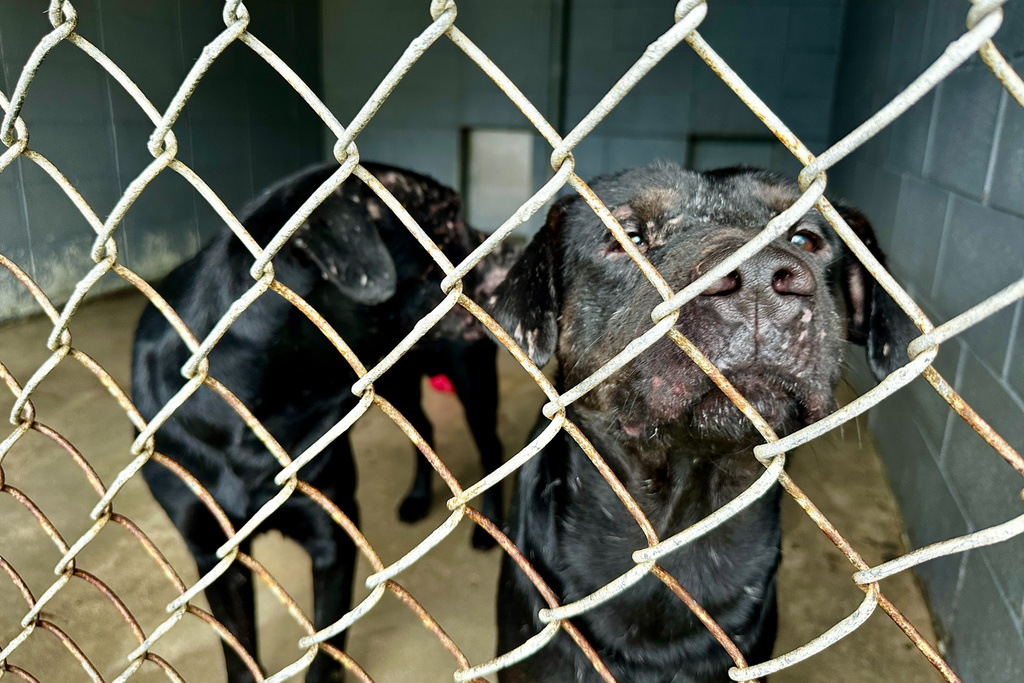 Two neglected dogs covered in scars await a foster home at Northshore Humane Society in Covington, La., Thursday, Jan. 22, 2026, after being rescued near Tupelo, Mississippi. (AP Photo/Stephen Smith)