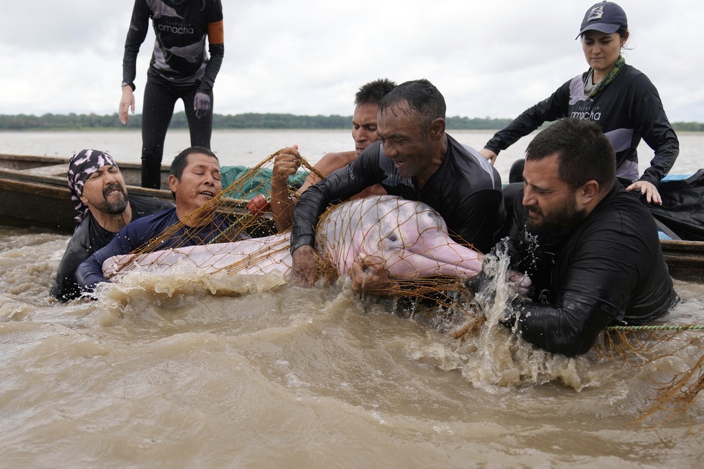 Scientists and veterinarians capture a pink river dolphin in the Amazon River to perform health checks in Puerto Narino, Colombia, Sunday, Sept. 7, 2025. (AP Photo/Fernando Vergara)