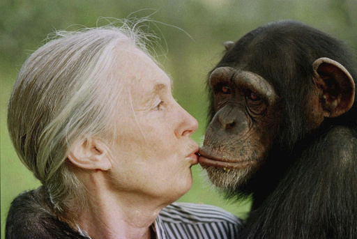 FILE - Jane Goodall kisses Tess, a female chimpanzee, at the Sweetwaters Chimpanzee Sanctuary near Nanyuki, north of Nairobi, on Dec. 6, 1997. (AP Photo/Jean-Marc Bouju, File) FILE - Jane Goodall kisses Tess, a female chimpanzee, at the Sweetwaters Chimpanzee Sanctuary near Nanyuki, north of Nairobi, on Dec. 6, 1997. (AP Photo/Jean-Marc Bouju, File)