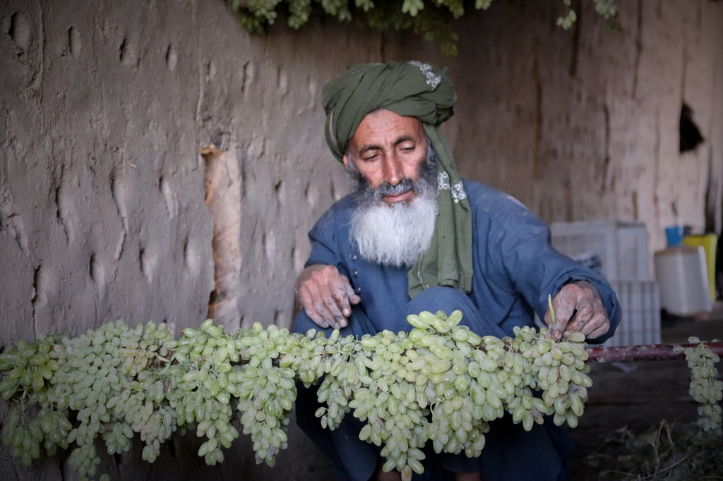 Ahmad Shah arranges green grapes to dry into raisins at a warehouse in Zhari district, Kandahar province, Afghanistan, Wednesday, Aug. 12, 2026. (AP Photo/Sibghatullah)
