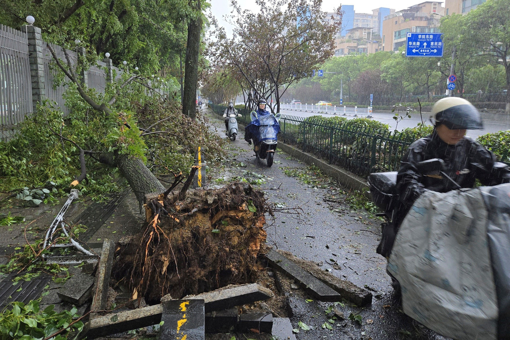 Motorists pass by an uprooted tree in the aftermath of Typhoon Dolphin in Wenzhou in eastern China's Zhejiang province, Monday, Aug. 10, 2026. (Chinatopix Via AP)