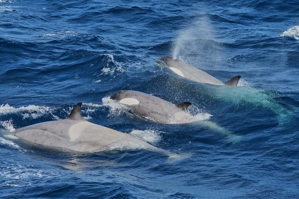A pod of orcas swim in the Drake Passage en route to Antarctica, Friday, Nov. 21, 2025. (AP Photo/Mark Baker)