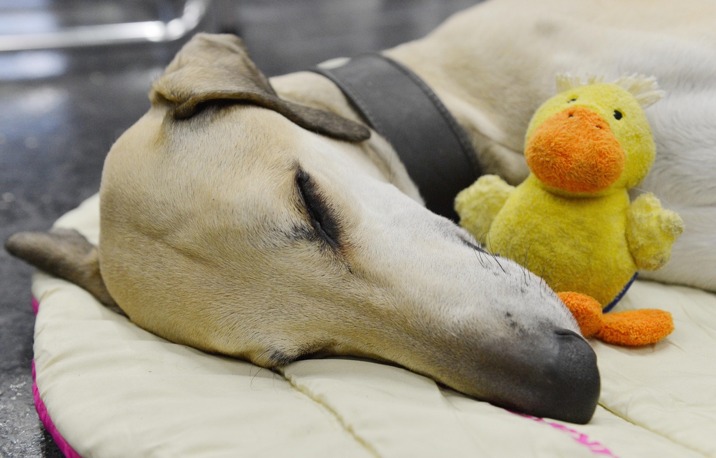 FILE - An Afghan hound sleeps with a plush toy during the world dog show in Salzburg, Austria, on Friday, May 18, 2012. More than 30.000 dogs are expected to take part at the exhibition in Salzburg. (AP Photo/Kerstin Joensson, File)
