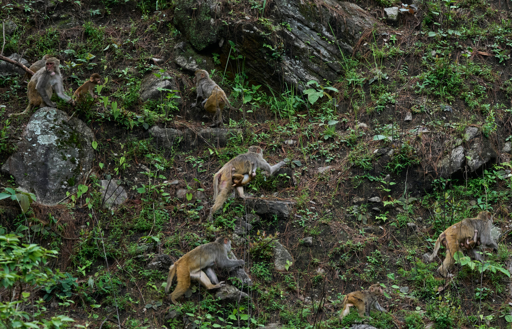 A troop of monkeys scatter after being chased by farmers from a nearby farmland in Dharamghar, Dolakha district, about 86 kilometers (53 miles) east of Kathmandu, Nepal, Friday, July 24, 2026. (AP Photo/Niranjan Shrestha)