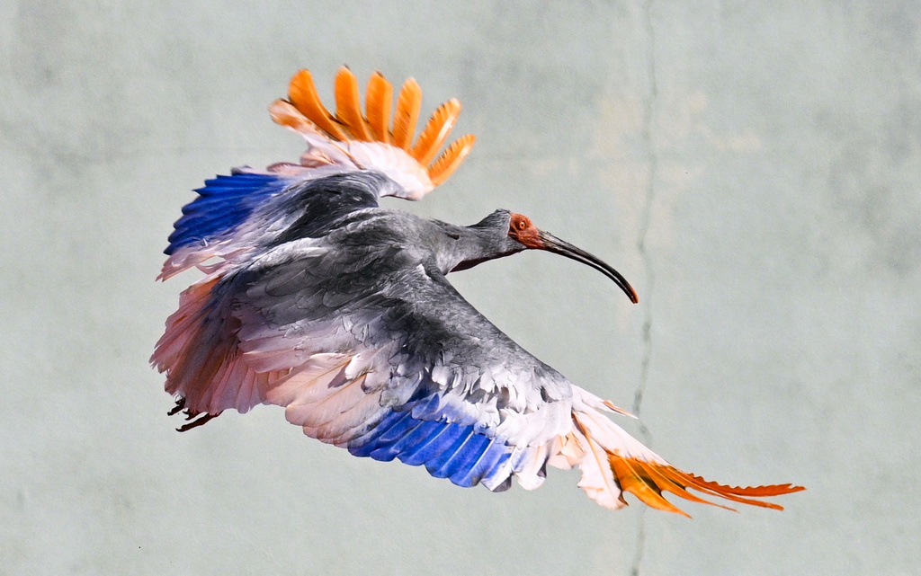 A crested Ibis marked with painted wings flies as it was released into wild during an event in Hakui, Japan, Sunday, May 31, 2026. (Kazushi Kurihara/Kyodo News via AP)