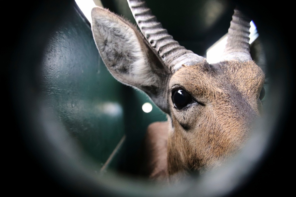 A reedbuck is seen inside a transport crate at Maputo National Park in Mozambique, Sunday, Sept. 28, 2025, ahead of being relocated by truck to Banhine National Park. (Denisio Mulima/Peace Parks Foundation via AP)
