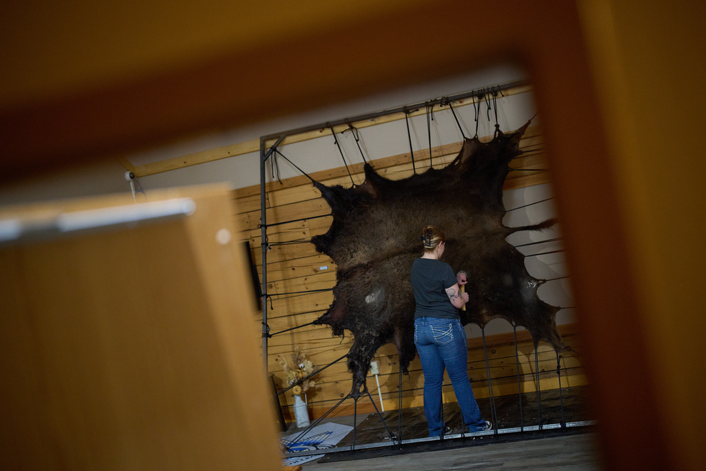 Naomi Fox, a student in the Native American studies program at Nueta Hidatsa Sahnish College, scraps a bison hide Friday, Oct. 31, 2025, in New Town, N.D. (AP Photo/John Locher)