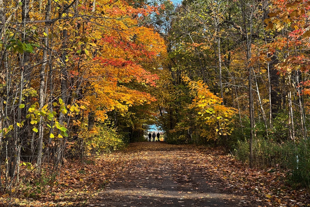 People enjoy walking on a colorful trail in Toronto, Saturday, Oct. 25, 2025. (AP Photo/Kamran Jebreili)