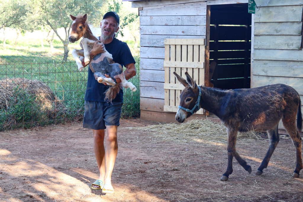 Kristijan Jelenic, ranch owner, carries a pony named Mile at the ranch in Bale, Croatia, on June 13, 2026. (AP Photo)