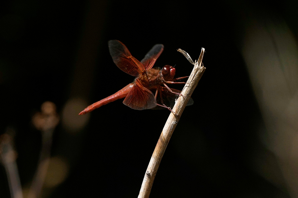 A dragonfly rests on a plant at the Lake Merritt Dragonfly Habitat Garden in Oakland, Calif., Friday, Aug. 21, 2026. (AP Photo/Jeff Chiu)